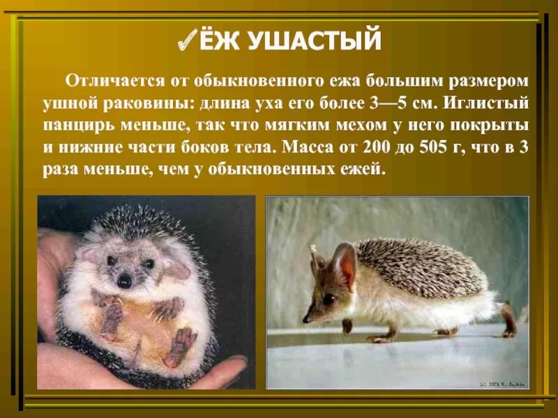 Еж ушастый почему занесен в красную книгу. Ушастый ёжик красная книга. красная книга россии животных ушастый еж. доклад о ушастом еже. красная книгаеж ушатынй.