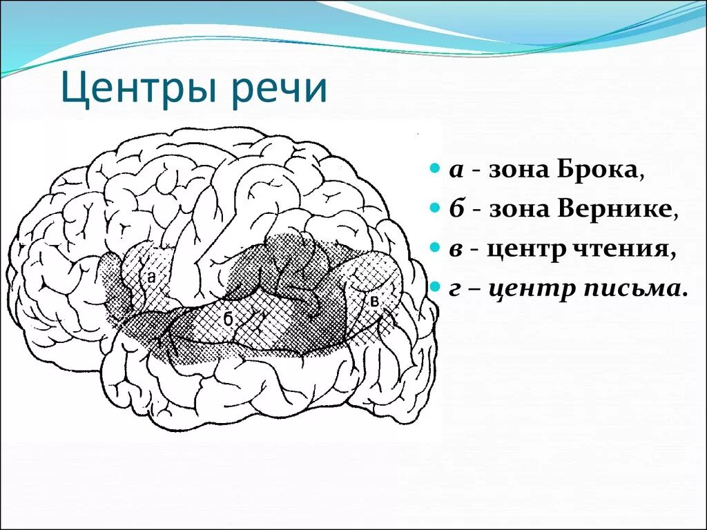Речевые зоны коры головного мозга брока. Центры брока и вернике в головном мозге. Мозг центр брока и вернике. Зона вернике. Зоны головного мозга брока и вернике.