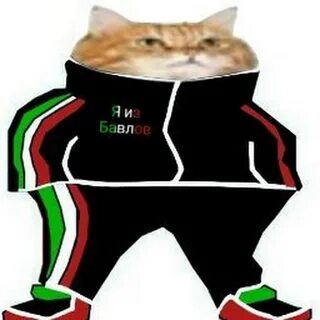 Тапа котик