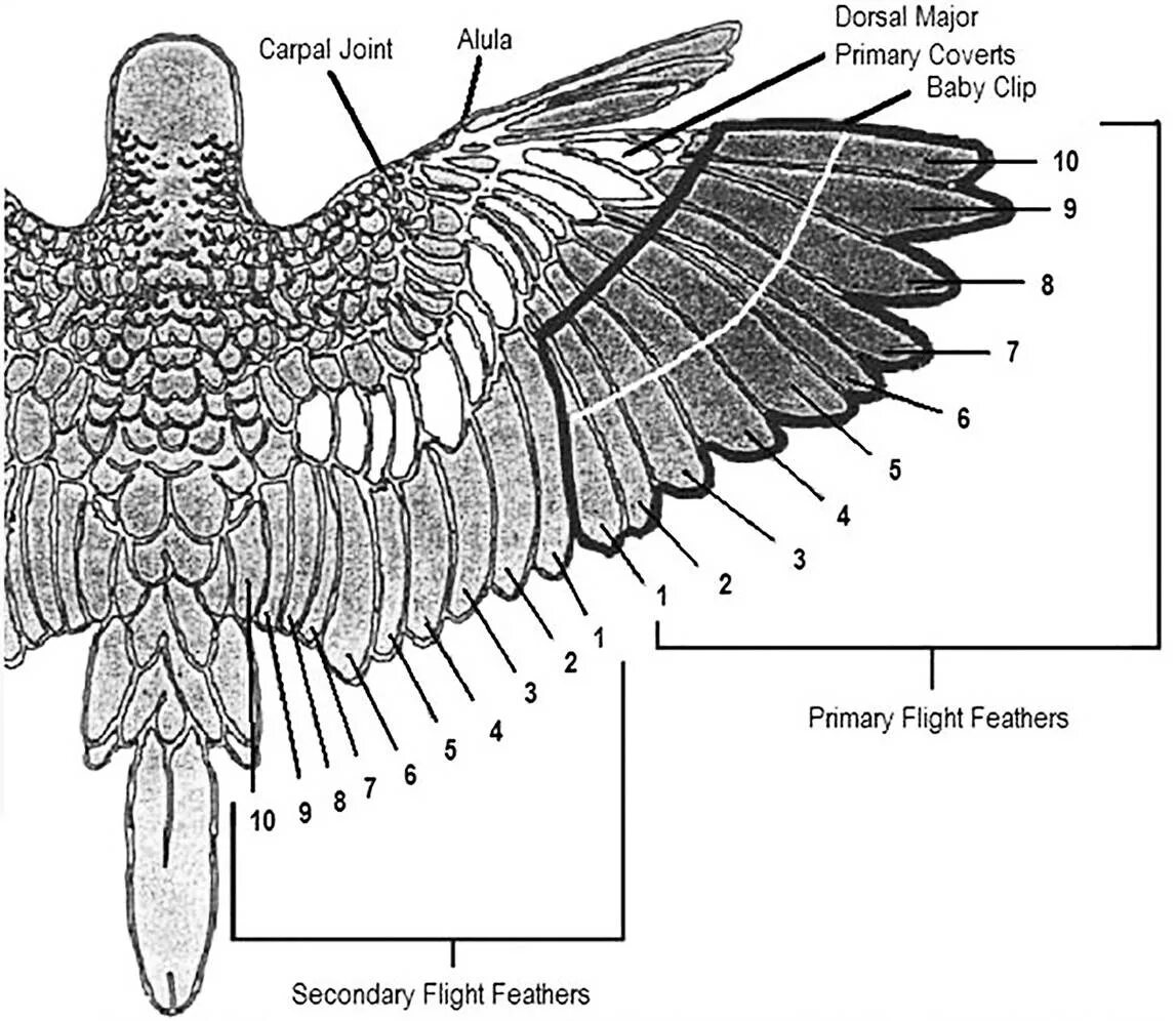 Строение крыла волнистого попугая. Строение крыльев волнистого попугая. Перьевой Покров птиц схема. Анатомическое строение волнистого попугая. Внутреннее строение орла