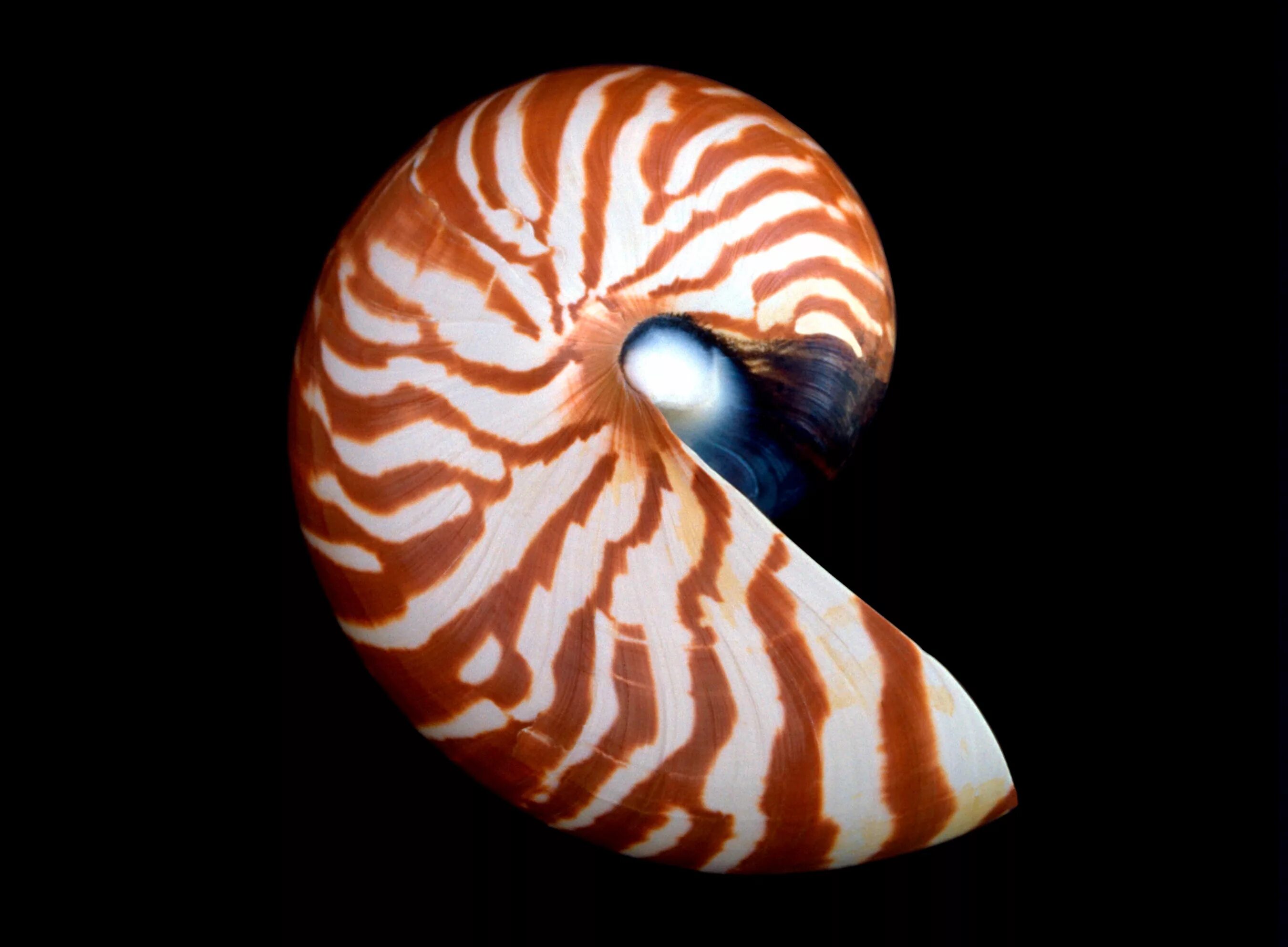 Раковина головоногих. Nautilus macromphalus. Наутилус (род). Улитка Наутилус. Морская улитка Наутилус.