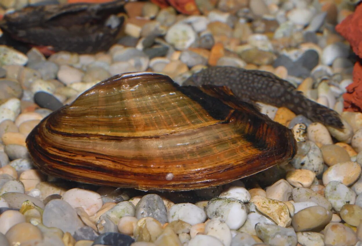 Пресноводным моллюскам является. Беззубка обыкновенная (Anodonta cygnea). Перловица обыкновенная. Перловица моллюск. Речной моллюск беззубка.