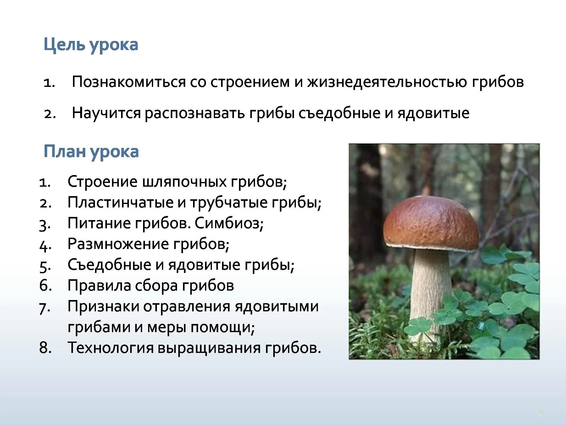 Ядовитые шляпочные грибы. Грибы строение шляпочных грибов. Строение шляпочного гриба 5 класс биология. Шляпочные грибы 7 класс. Лабораторная по биологии 6 класс строение шляпочных грибов.