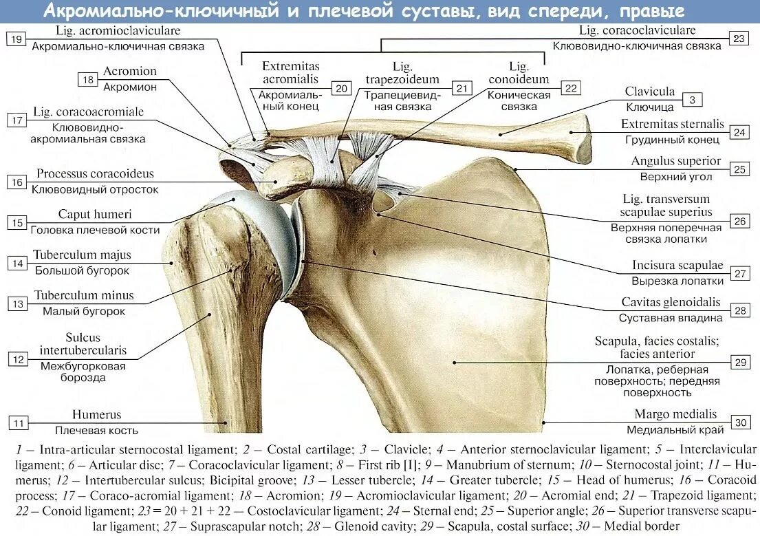 Строение ключицы связки. Строение акромиально-ключичного сустава. Плечевой сустав анатомия верхних конечностей. Строение суставной впадины плечевого сустава. Приводящие латынь