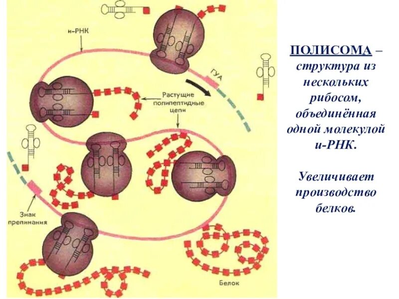 Биосинтез белка полисома. Схема синтеза белка в полисоме. Синтез белка трансляция полисома. Рибосомы и полисомы строение.