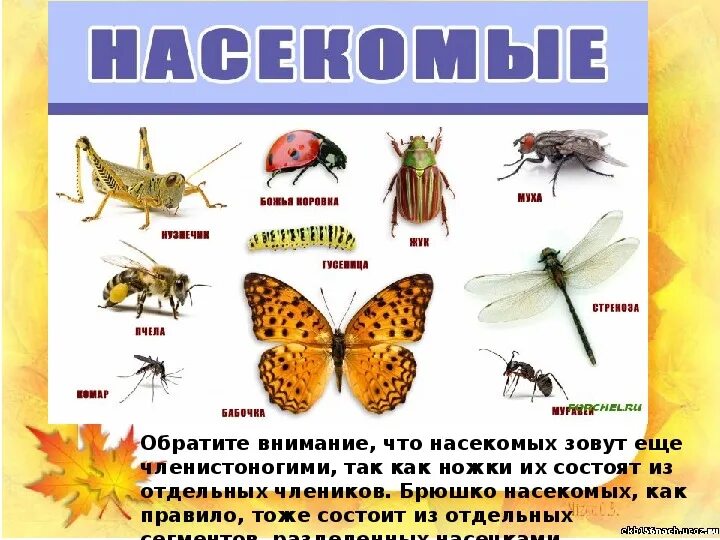 Насекомые урок 1 классе. Плакат. Насекомые. Насекомые названия. Насекомые для детей окружающий мир. Название насекомых окружающий мир 2 класс.