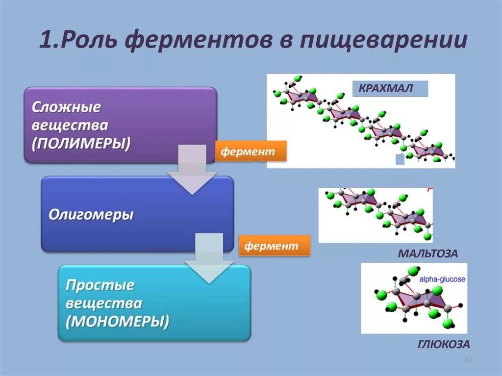 Расщепление высокомолекулярных соединений. Функции ферментов схема. Функции пищеварительных ферментов. Роль ферментов в пищеварении. Роль ферментов в процессе пищеварения.