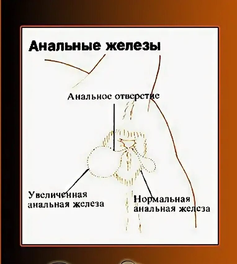 Собачьи параанальные железы. Анальные железы у животных. Параанальные железы у кота. Строение параанальной железы. Как чистить параанальные железы у собак