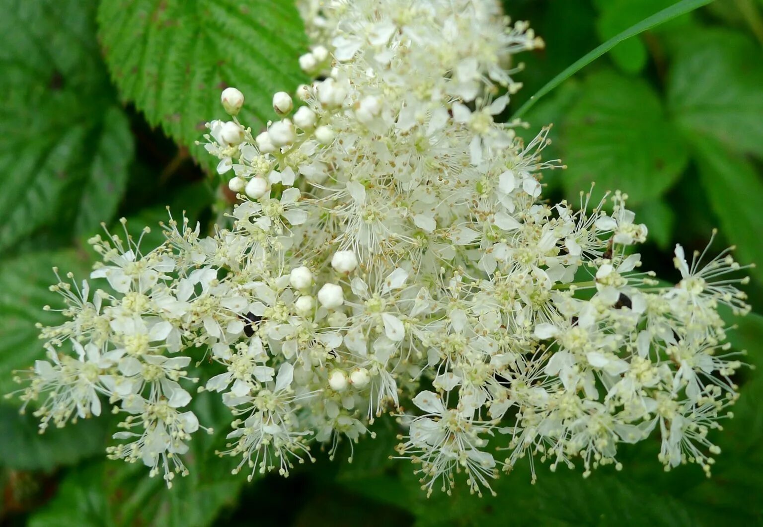 Лабазник где. Таволга вязолистная. Лабазник вязолистный (Filipendula Ulmaria). Таволга вязолистная (Filipéndula Ulmária). Лабазник вязолистный (таволга вязолистная). Filipendula Ulmaria.