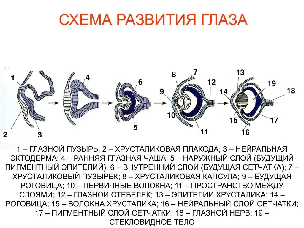 Восприятие в онтогенезе. Развитие органа зрения в фило- и онтогенезе. Глазные пузырьки эмбриогенез. Источники и основные этапы развития органа зрения. Эмбриогенез органов зрения схема.