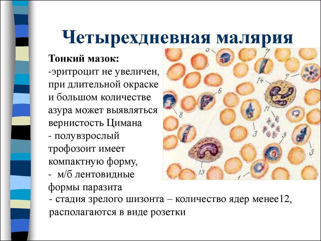 Возбудитель болезни малярии. Возбудитель 4 дневной малярии. Малярийный плазмодий трехдневная малярия. Плазмодий малярийный в эритроцита мазок. Трехдневная малярия мазок крови.