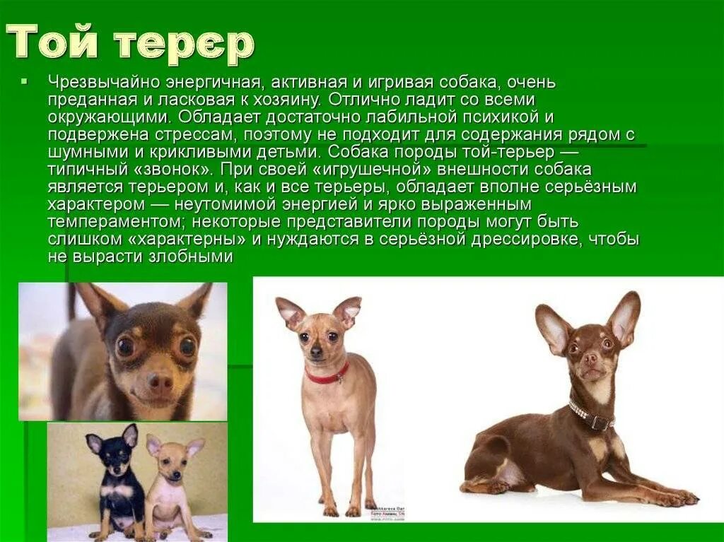 Тойтерьеры длинношерстные. Пражский крысарик шоколадный. Карликовый той терьер. Русский той терьер гладкошерстный. Русский той особенности породы.