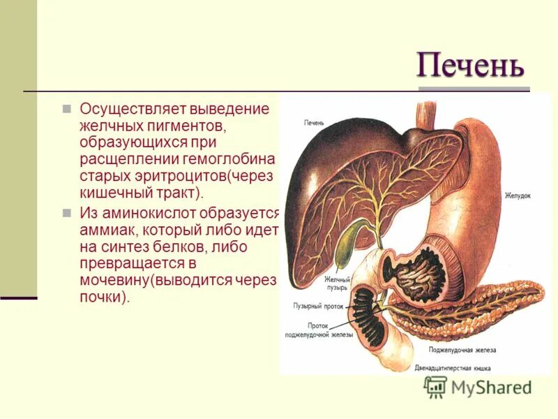 Печень выделяет в кровь