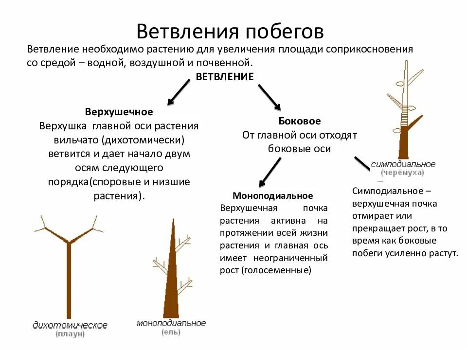 Нарастание признаков. Моноподиальное ветвление побега. Верхушечное ветвление побегов. Типы ветвления стебля. Тип ветвления побегов симподиальный.