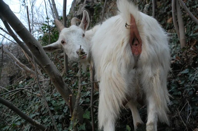 Смешной козел. Иди козе в трещину. Иди козе в трещину. Козе в трещину рисунок. Коза с козлятами.