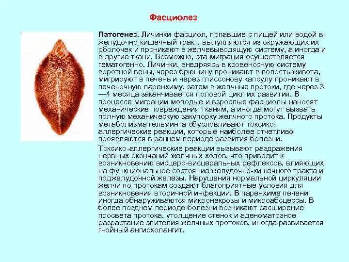 Печеночный сосальщик этиология. Печеночный сосальщик возбудитель фасциолеза. Сосальщик печеночный hepatica. Печеночный сосальщик этиология патогенез. Фасциолез животных