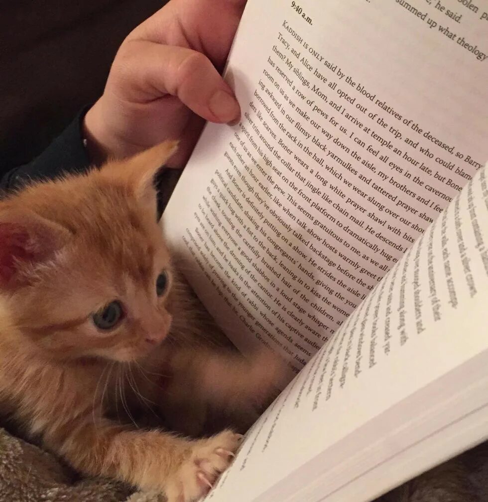 Есть какие нибудь книги. Коты и книги. кот с книгой. книга котик. котёнок с книжкой.