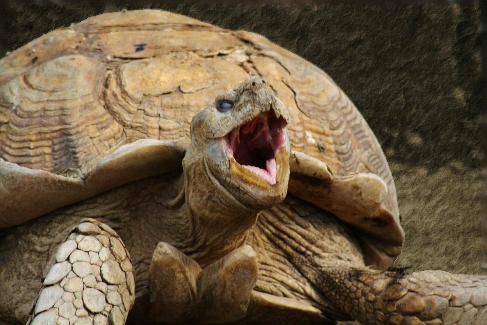 Галапагосская черепаха. Сухопутная черепаха Галапагосы. Галапагосская слоновая черепаха. Черепахи Голополосов. Череп галапагосской черепахи