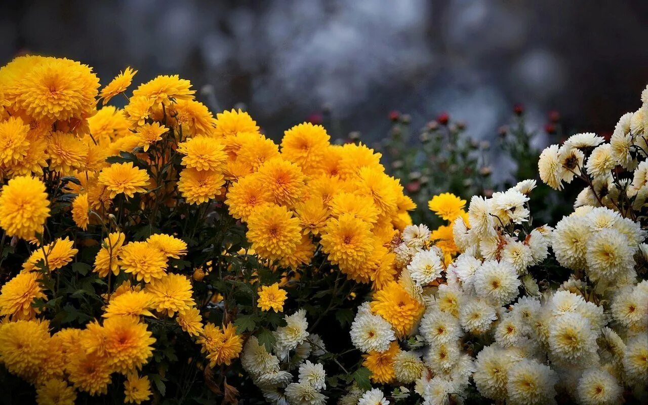 Желтые дубочки хризантемы. Хризантемы Дубки. Хризантема корейская Стожары. Дубки цветы хризантемы. Что любят хризантемы