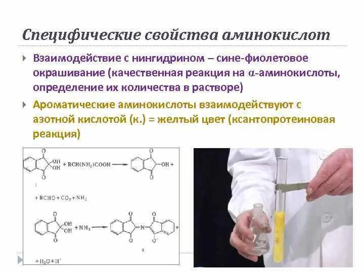 Реакция с нингидрином на аминокислоты. Взаимодействие аминокислот с нингидрином. Качественная реакция на аминокислоты с нингидрином. Реакция нингидрина с аминокислотами. Полипептиды с азотной кислотой дают фиолетовое окрашивание