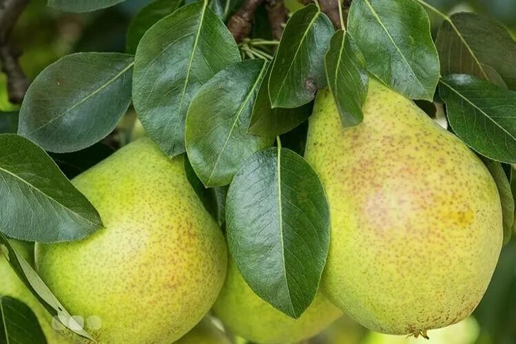 Груша Гера саженцы Крыма 173252085 купить в интернет-магазине Wildberries