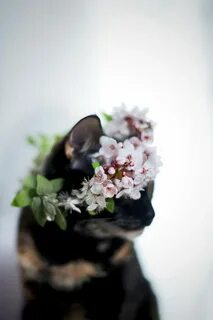 Красивые изящные животные