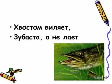 Хвостом виляет зубаста а не лает