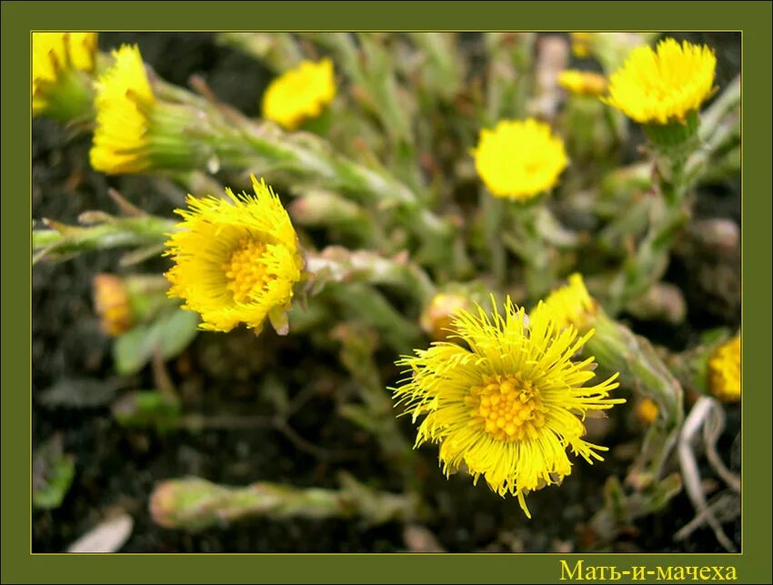 Первые желтые цветы похожие на одуванчики. Желтые цветы похожие на одуванчики. Растение похожее на одуванчик. Желтые цветы типа одуванчиков. Цветок похожий на одуван.