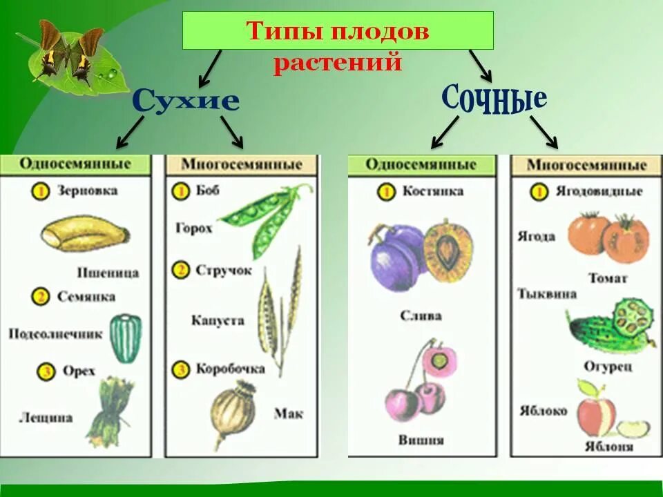 Типы плодов сухие и сочные. Тип плода у растений. Плоды типы плодов классификация плодов. Плоды классификация плодов 6 класс биология.