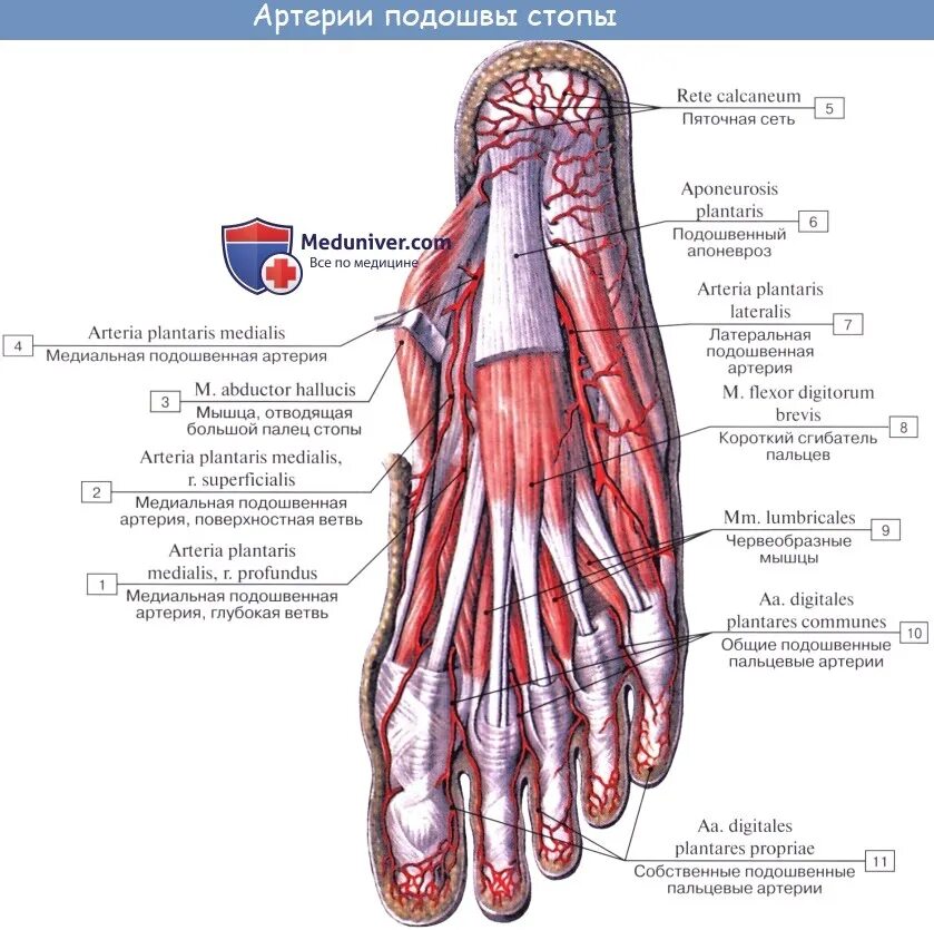 Латеральная подошвенная артерия анатомия. Медиальная подошвенная артерия. Медиальная подошвенная артерия стопы. Артерии подошвы стопы анатомия. Основные артерии стопы