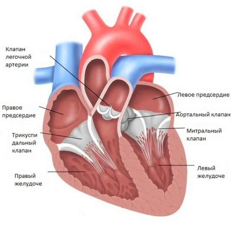 Сердце хорды митрального клапана. Добавочная хорда митрального клапана. Строение митрального клапана сердца анатомия. Хорды клапанов сердца анатомия. Норма правого предсердия