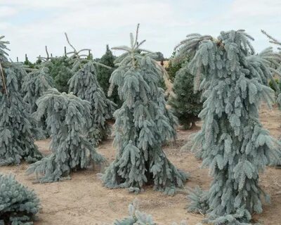 Picea pungens pendula