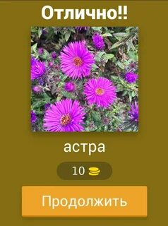 Угадай цветок