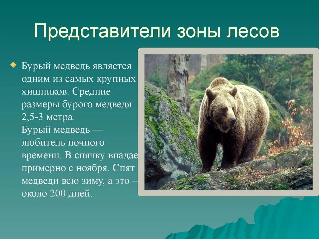 Интересные факты о животных тайги. Интересные факты о животных леса. доклад о животных зоны лесов. доклад о медведях. интересные факты о животном лесных зон.