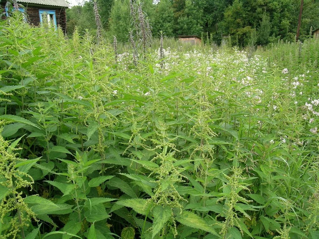 Крапива двудомная (Urtica dioica l.). Крапива коноплевая (Urtica cannabina).. Крапива двудомная заросли. Крапива жгучая и двудомная. Поле крапивы