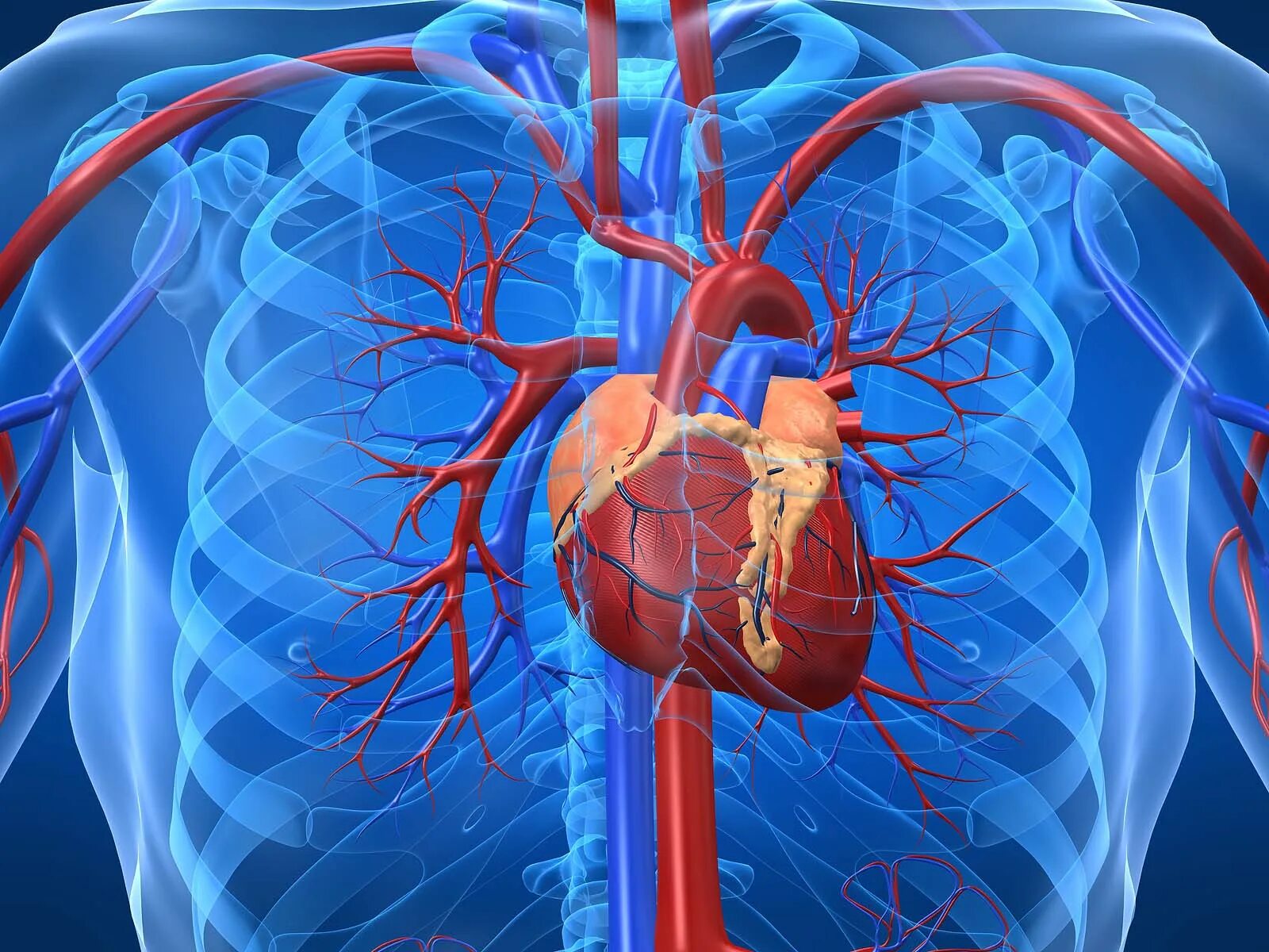 Cardiovascular system. Коронарное шунтирование сосудов сердца. Сердечно сосудистая система. Сердечнослсудистая система.