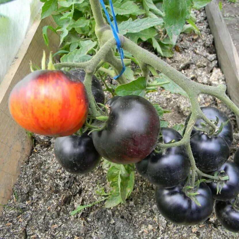 Томат сорт королева ночи. Сорт помидор королева. Томат ночка. Семена томатов королева ночи. Томат "королева анна коричневая".