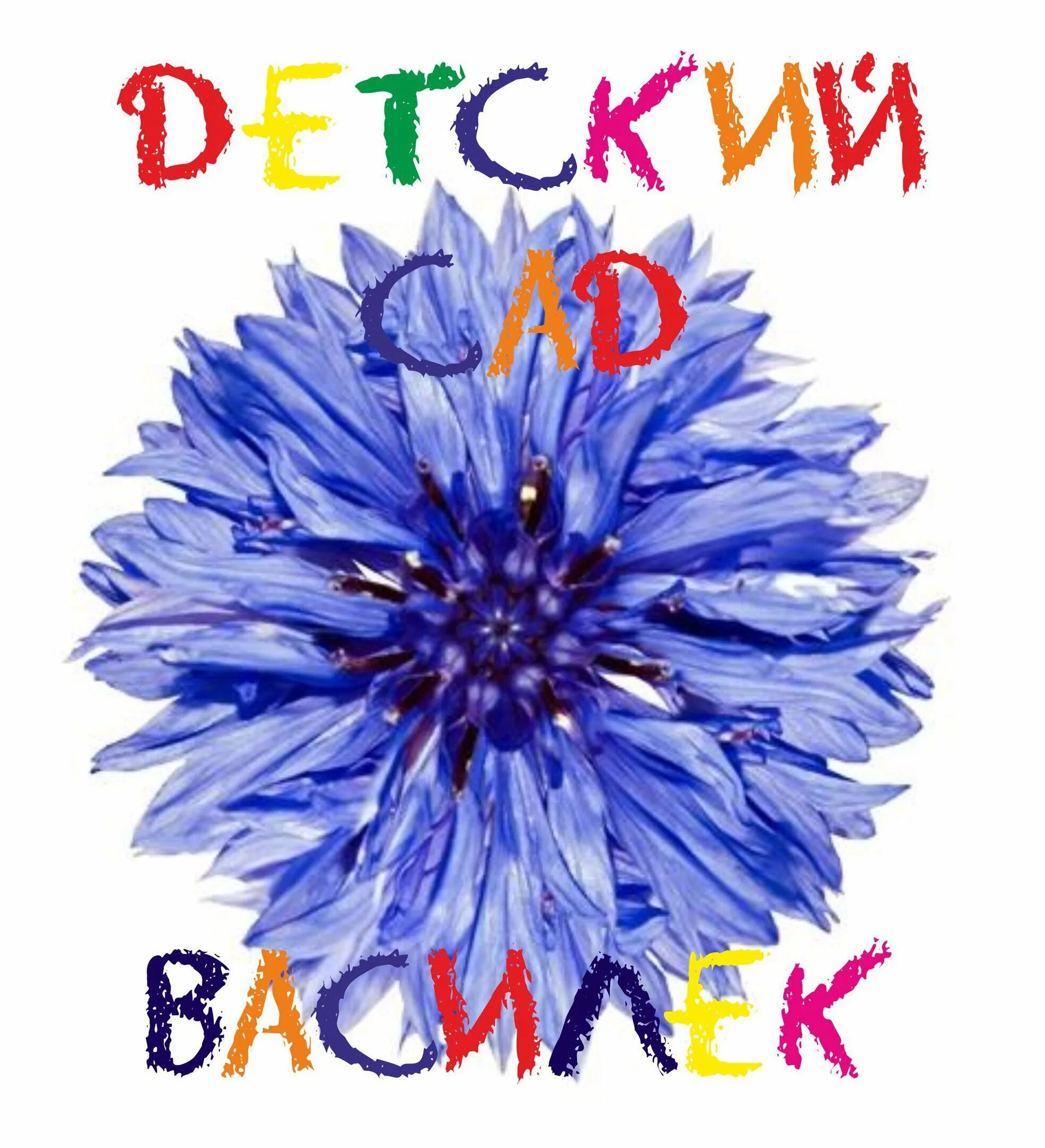 Василек символ. Василек. Эмблема Василек. Детский сад Василек. Логотип группы Василёк.