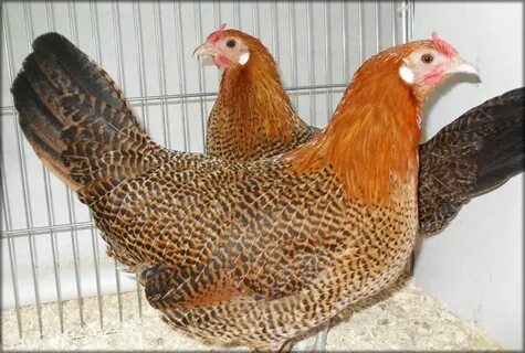 Golden hen