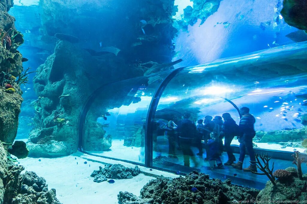 Aquaria цена. Московский океанариум Москвариум. ВДНХ В Москве Москвариум. Океанария ВДНХ. Океанариум на ВДНХ Москвариум.