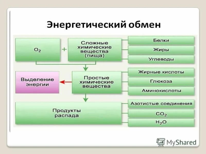 Протцеси происходящих в интерфаза. Технологический объект управления. Процесс осуществляемый рибосомами. Биология 6 класс процесс дыхания фот. Конечные продукты брожения микробиология.