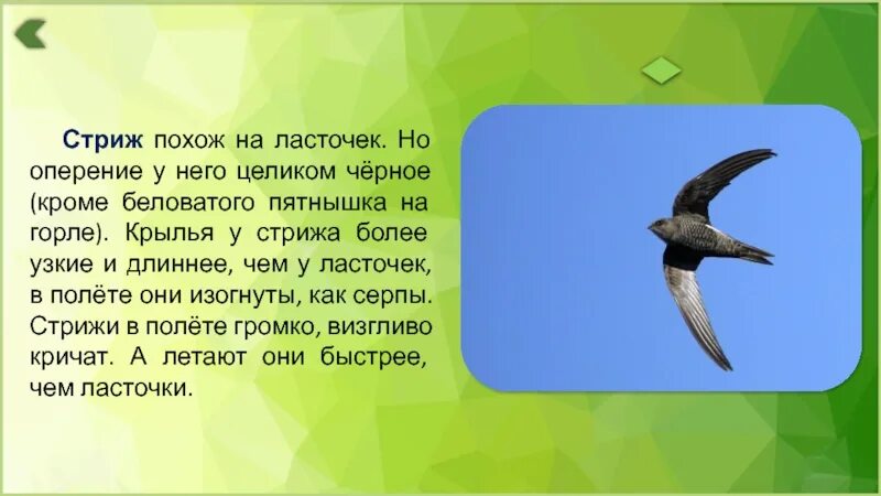 Информация о стрижах для 4. Описание стрижа 4 класс. Сообщение о Стрижах. Доклад о Стрижах. Стриж птица.