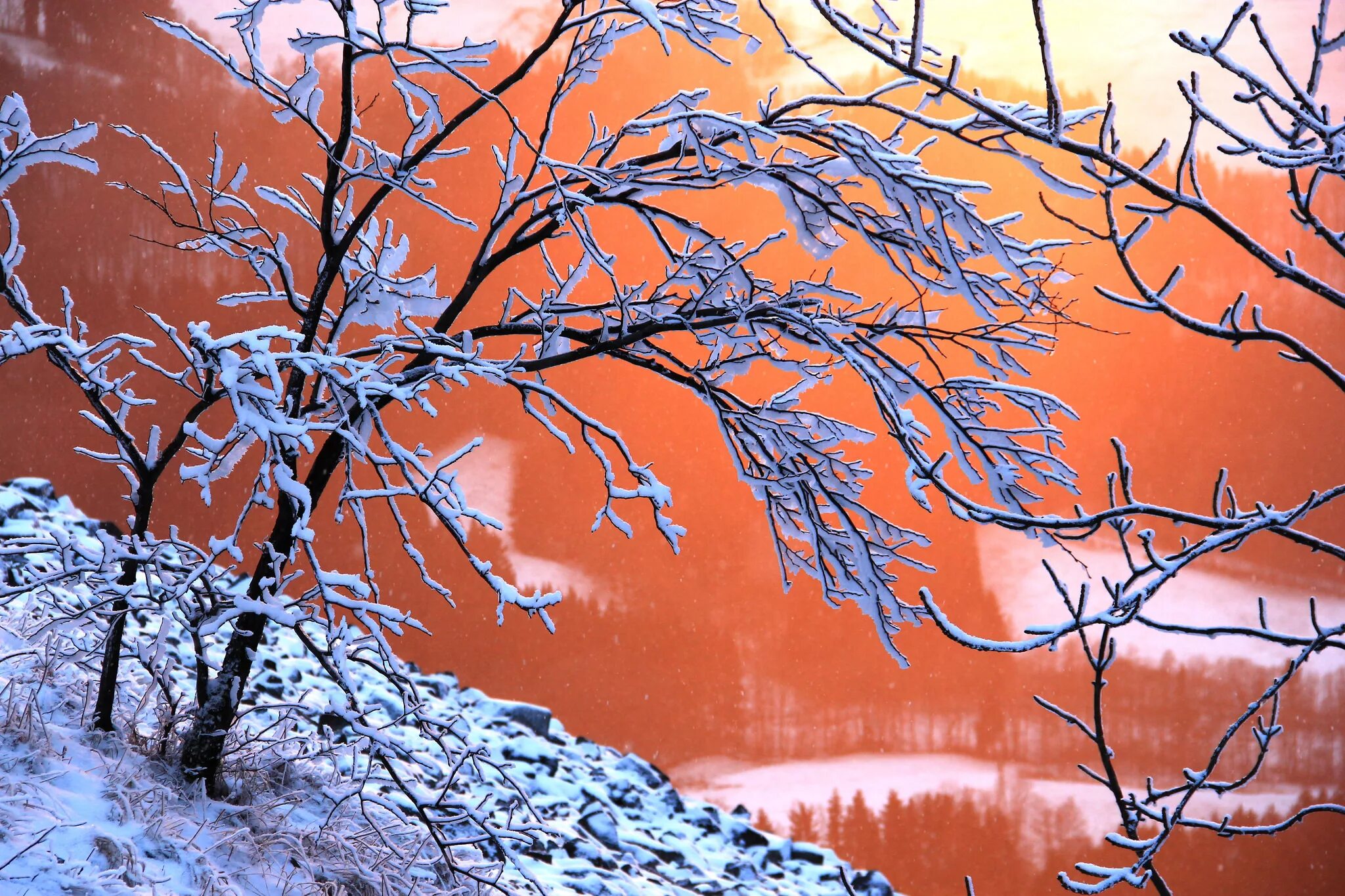 Деревья в снегу. Зимнее дерево. Иней на ветках деревьев. Зимний пейзаж ветки. Звуки природы зимой