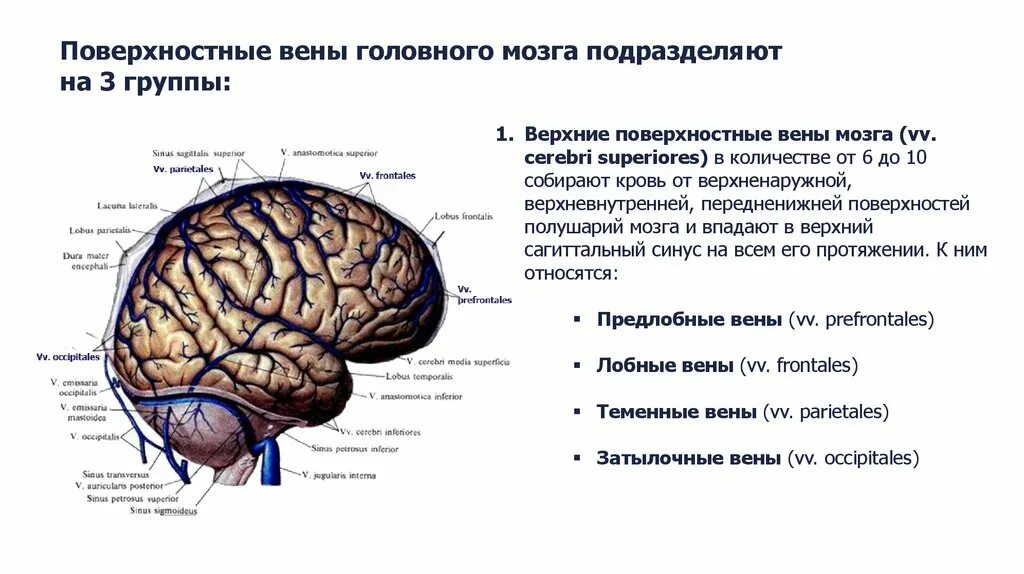 Отток головного мозга. Поверхностная среднемозговая Вена. Поверхностная средняя мозговая Вена. Повреждение лобной доли головного мозга. Отток крови в головном мозге.