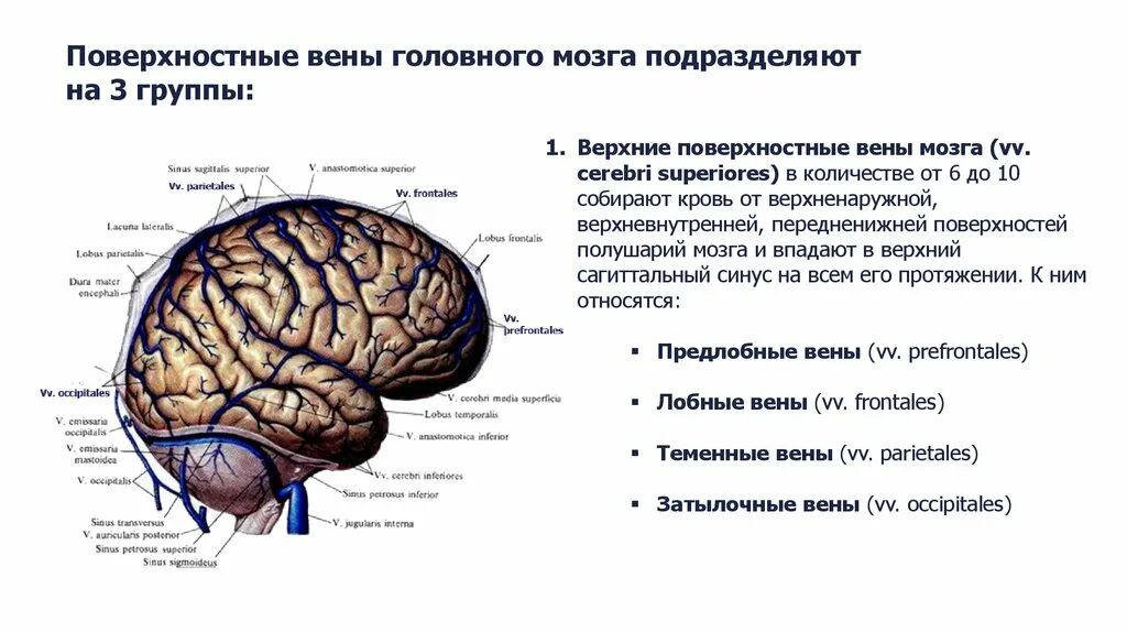 Вен головного мозга. Поверхностная среднемозговая вена. поверхностная средняя мозговая вена. повреждение лобной доли головного мозга. отток крови в головном мозге.