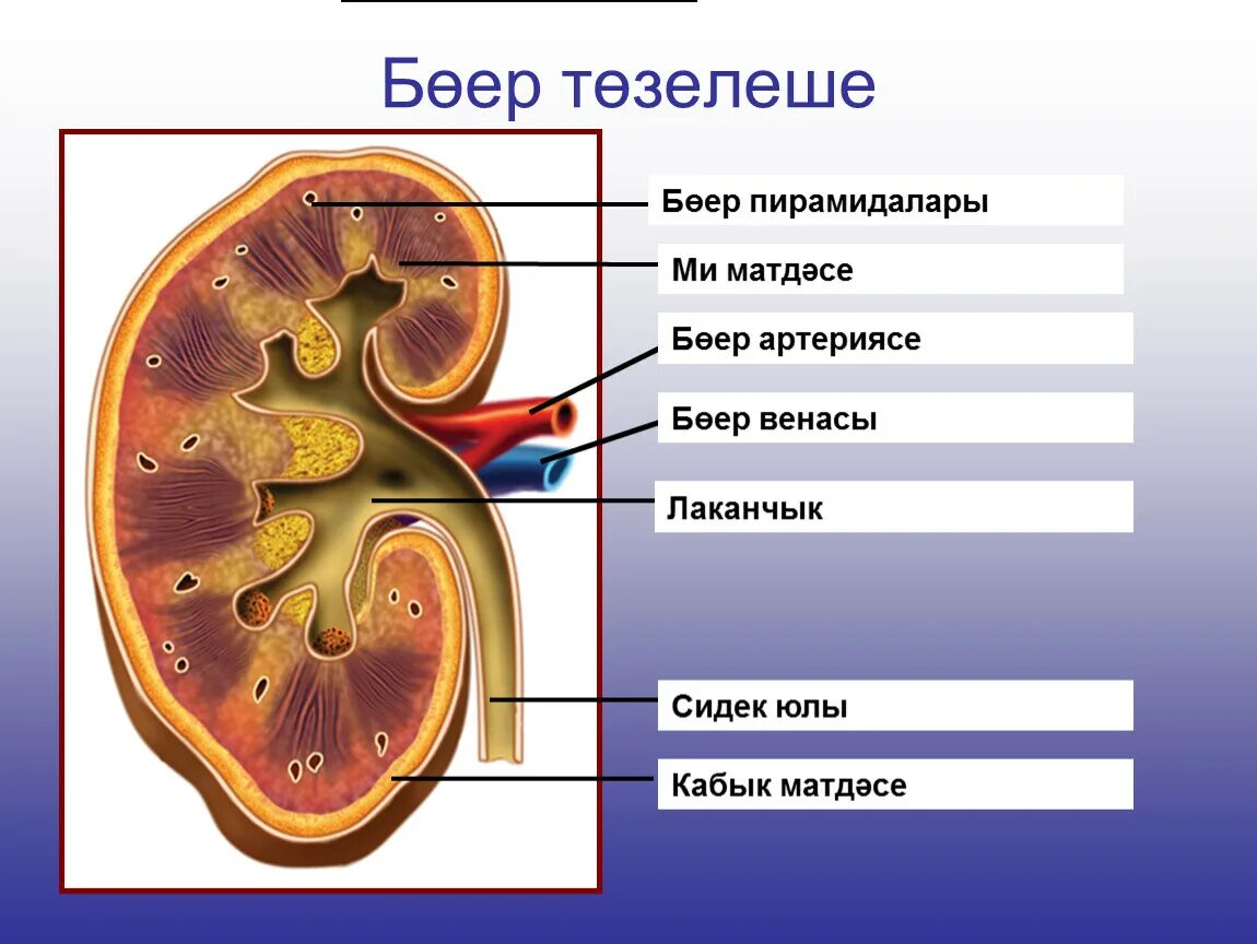 На рисунке 2 изображено строение почки. Строение почки почечная лоханка. Внутреннее строение почки человека. Строение почки слои. Внутренне строение почки анатомия.