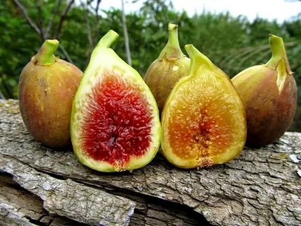 Инжир медовый описание сорта