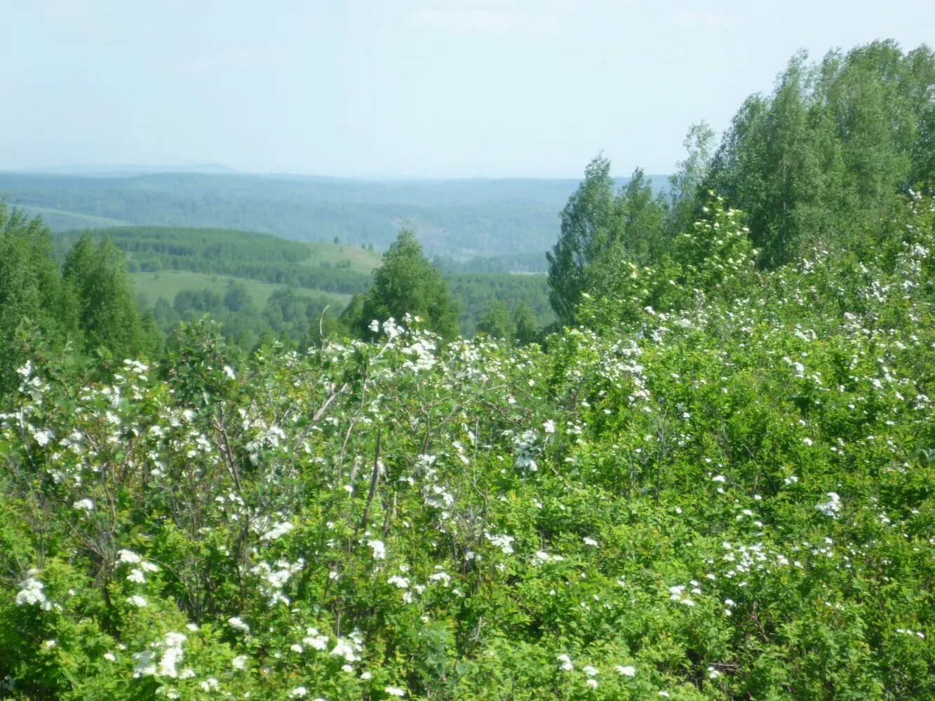 Сено кемеровская область. Караканский заказник. Караканский хребет Кемеровская область. Караканский заказник Кемеровская область. Караканские горы в Кемеровской области.