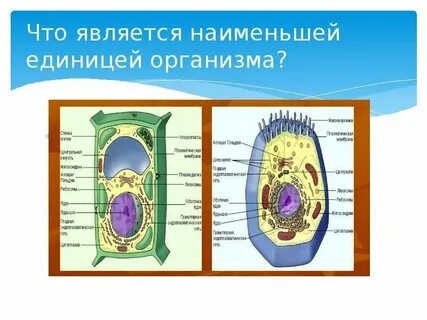 Наименьшая единица строения всех живых организмов