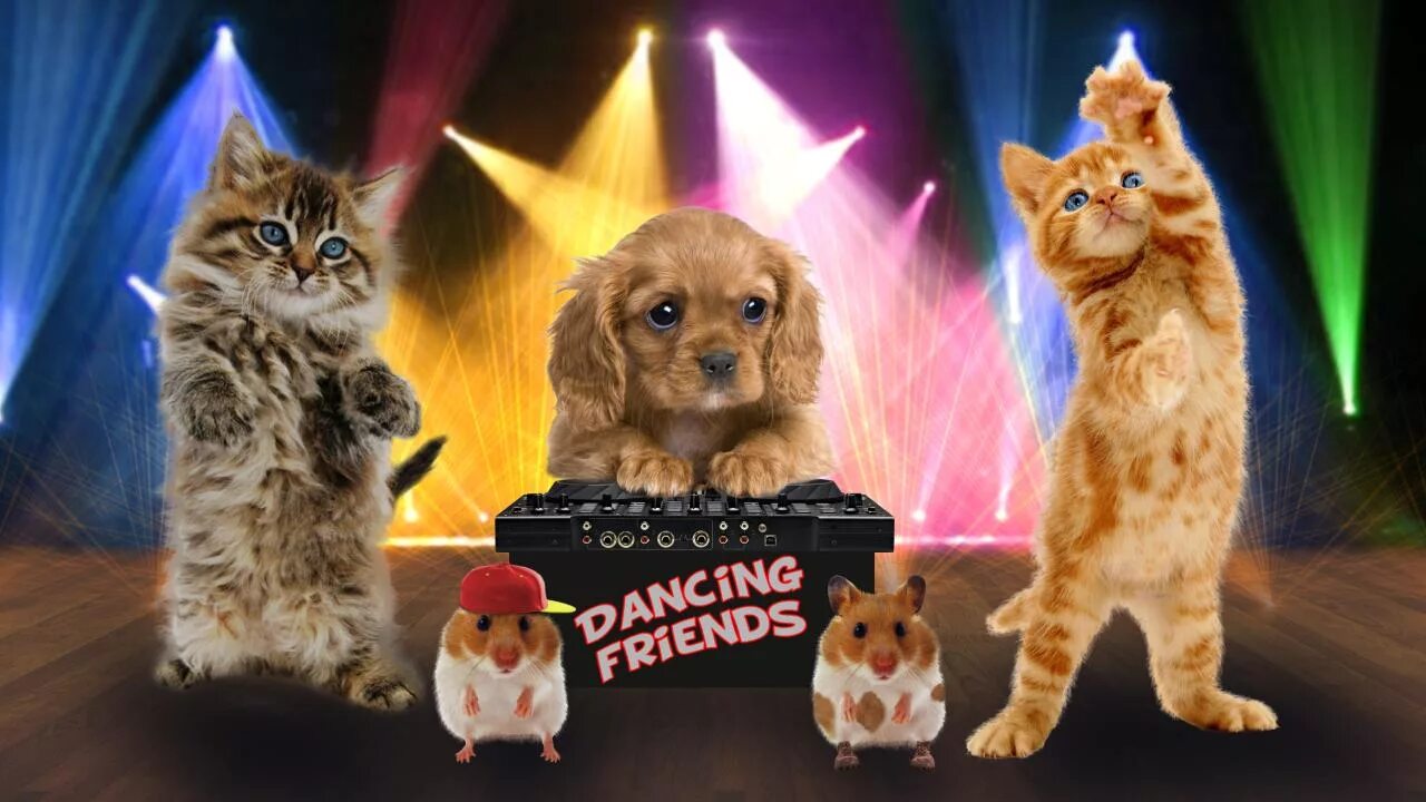 5 говорящих кошек. Вечеринка милой кошки. Dancing Cats игра. Кошечка говорит в микрофон. Funny talking.